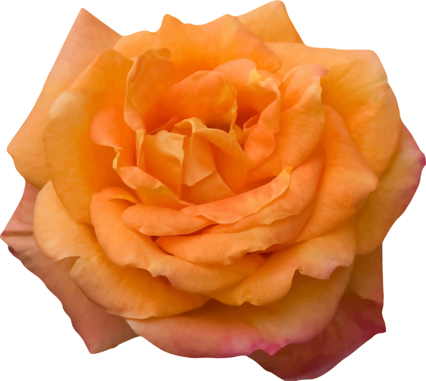Flower,Peach,Rose Order