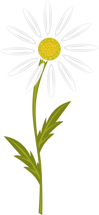 Plant,Flower,Chamaemelum Nobile