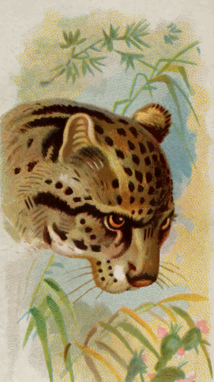 Head,Jaguar,Big Cats