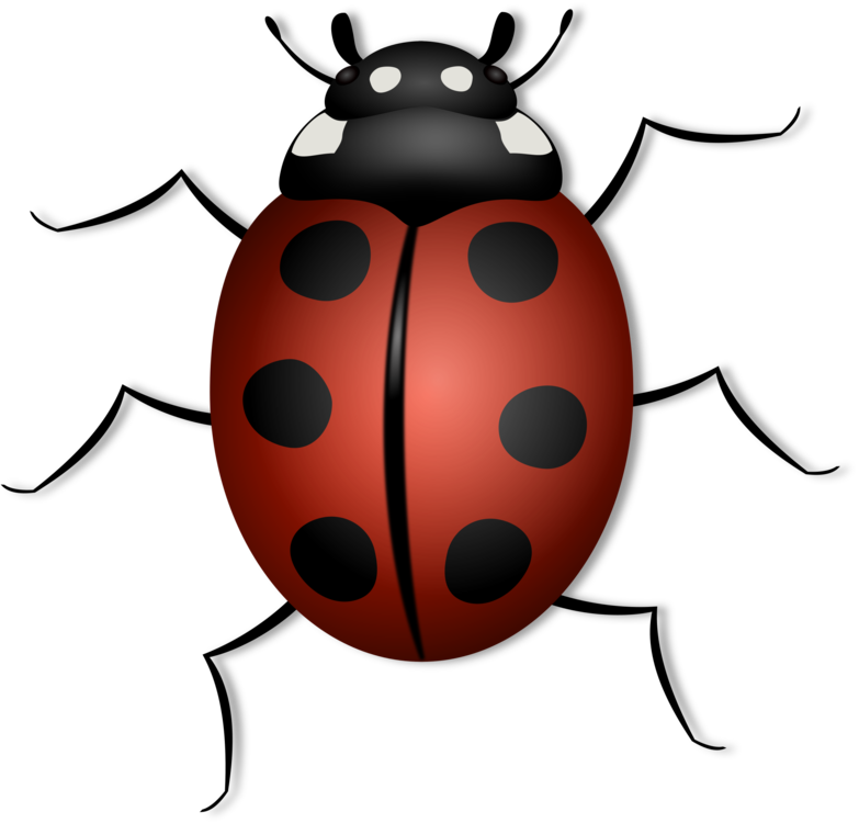 Ladybird,Beetle,Invertebrate