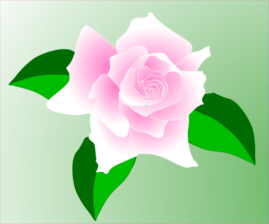 Flower Rose icon PNG and SVG Vector Free Download