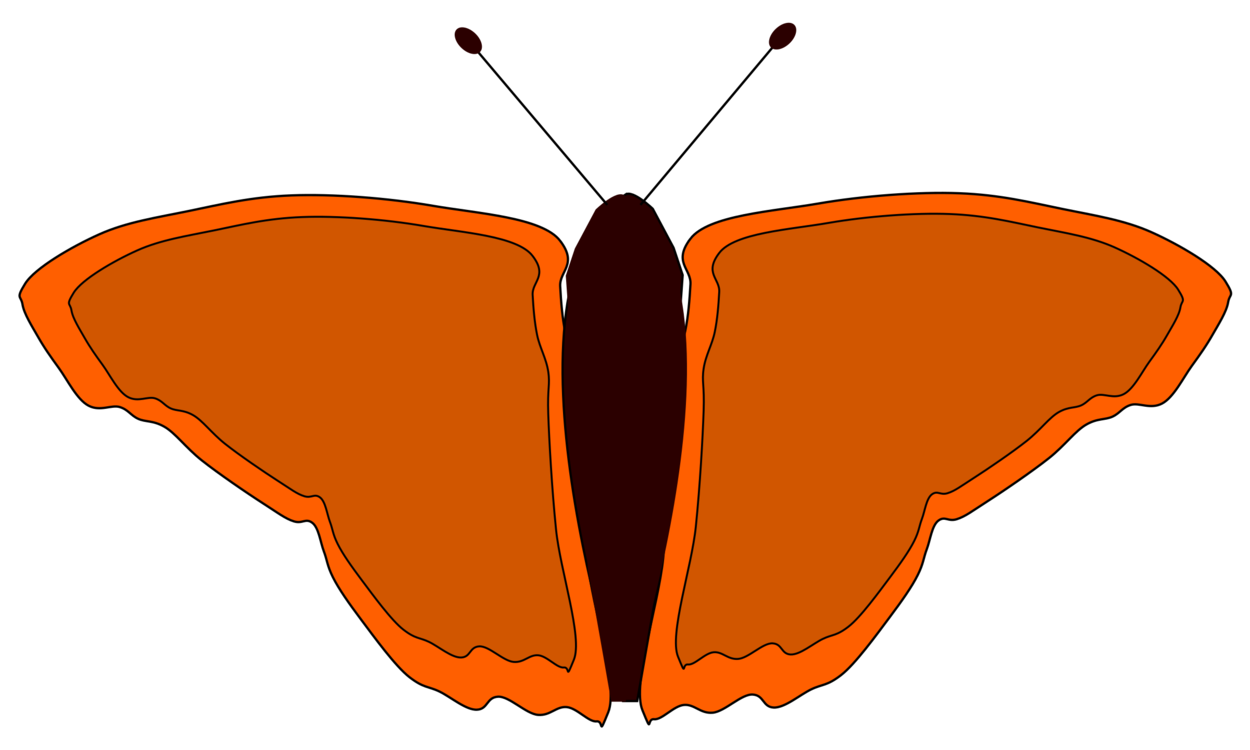 Butterfly,Angle,Symmetry
