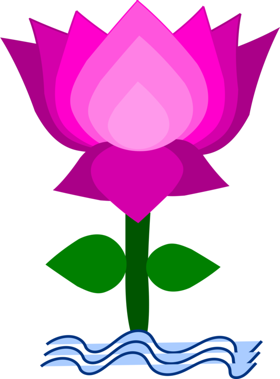 Symmetry,Rose Order,Petal