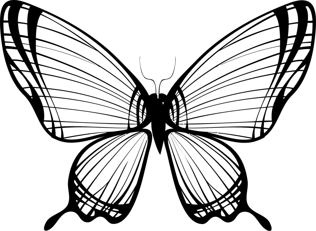 201 Butterfly Drawing Svg SVG PNG EPS DXF File