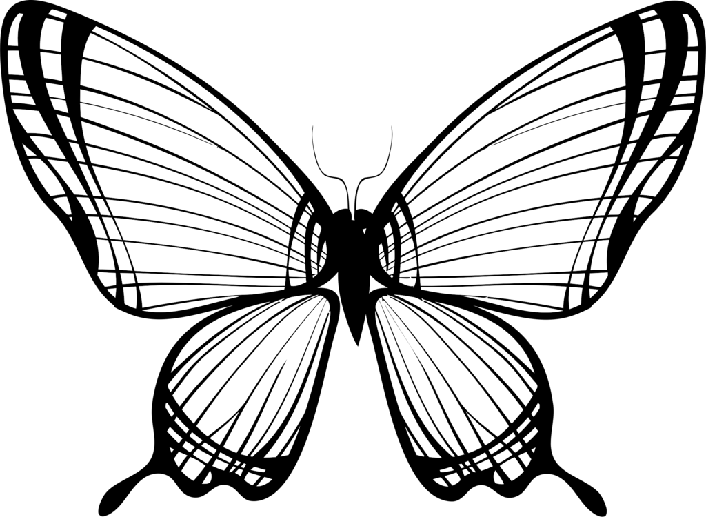 Butterfly,Line Art,Symmetry