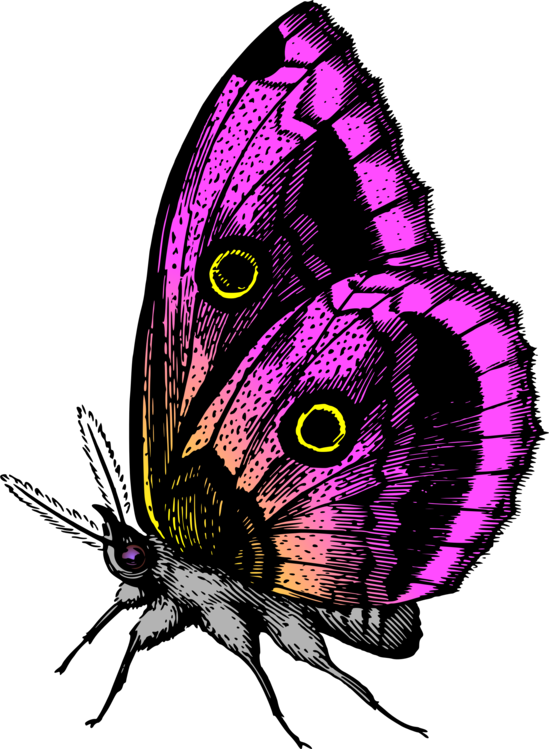 Butterfly,Purple,Pollinator