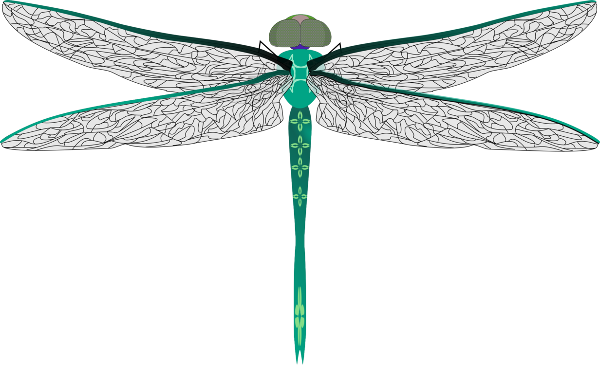 Dragonfly,Leaf,Symmetry