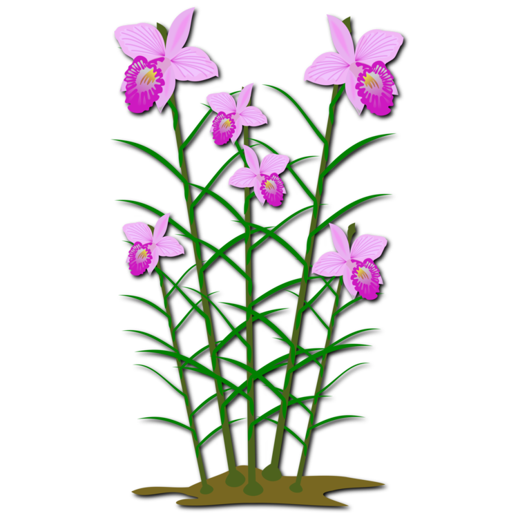 Plant,Flora,Seed Plant
