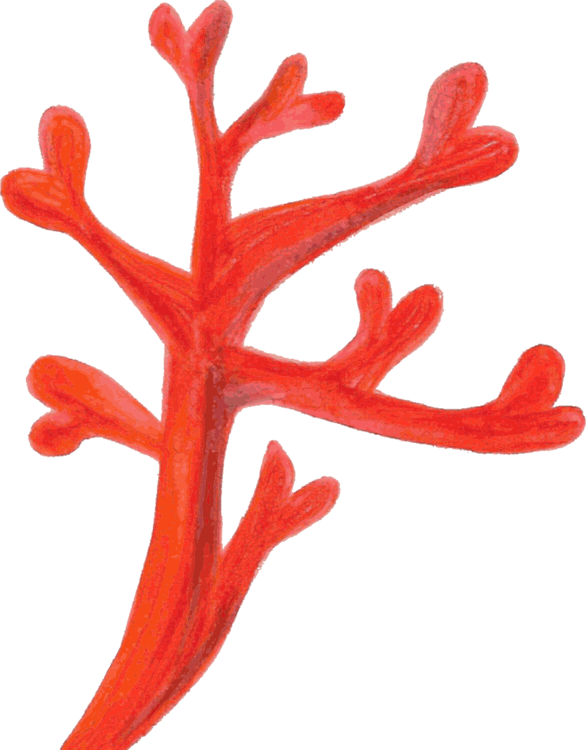 Antler,Organism,Red Coral