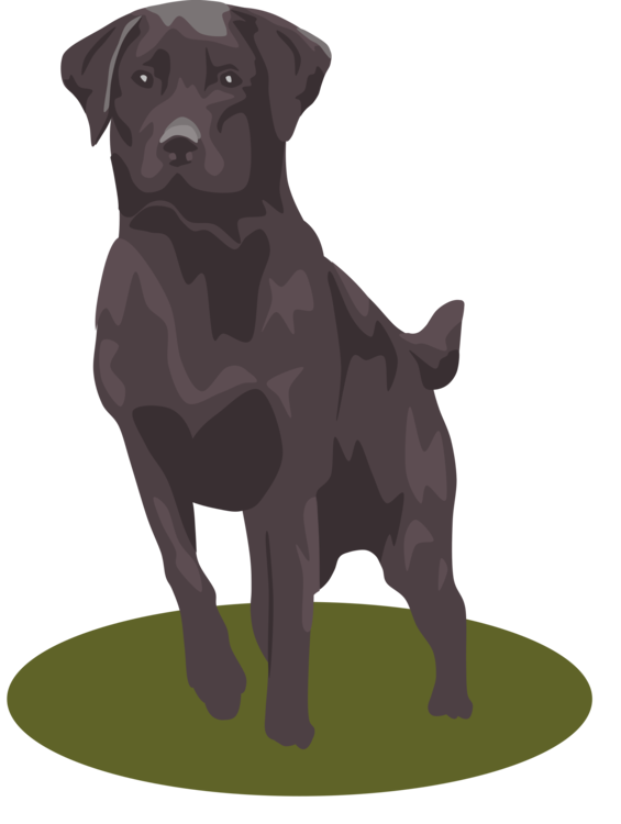 Companion Dog,Borador,Labrador Retriever