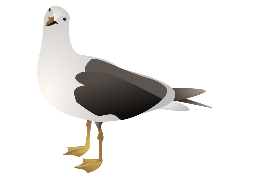 Poultry,European Herring Gull,Charadriiformes