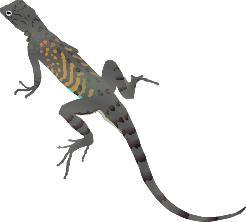 Reptile,Tail,Terrestrial Animal