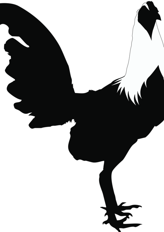 Poultry,Silhouette,Livestock