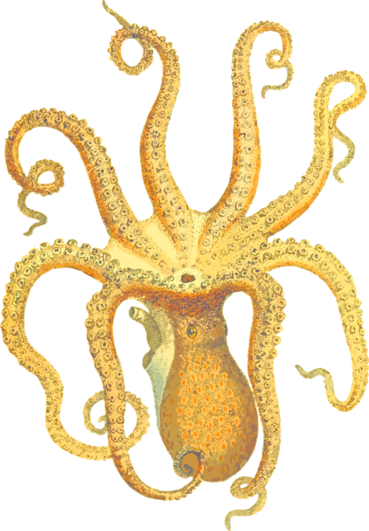 Marine Invertebrates,Organism,Octopus