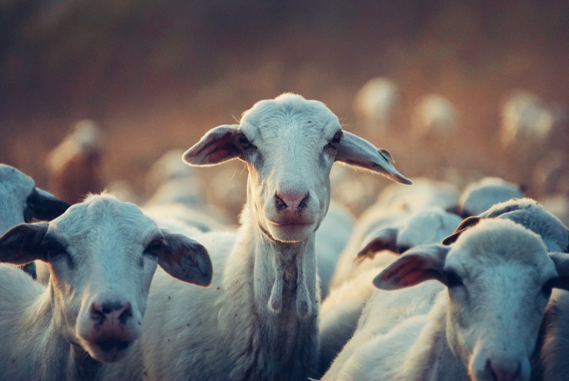 Sheep,Goat Antelope,Livestock