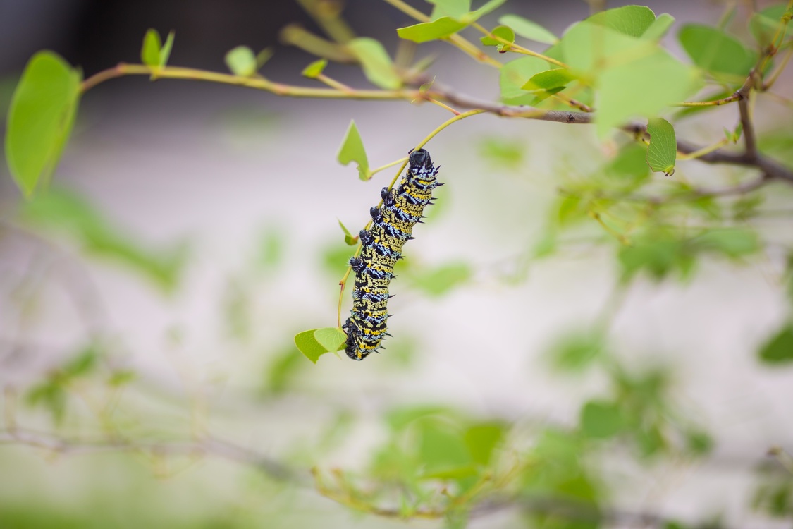 Larva,Pollinator,Macro Photography
