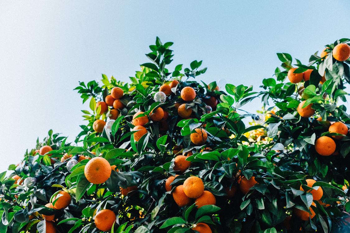 Mandarin Orange,Plant,Diospyros