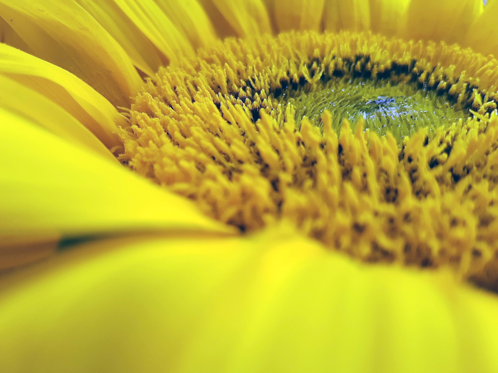Pollen,Sunflower Seed,Close Up