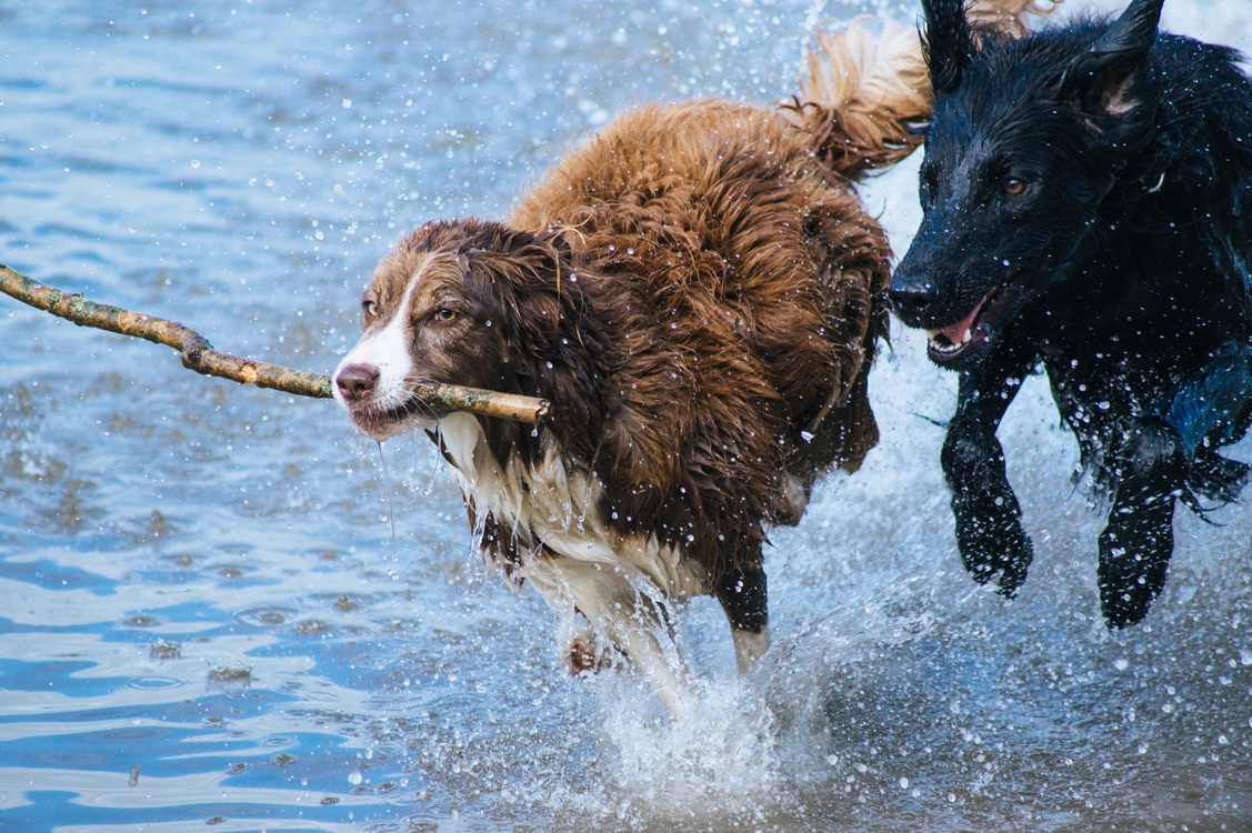 Dog,Dog Breed,Water