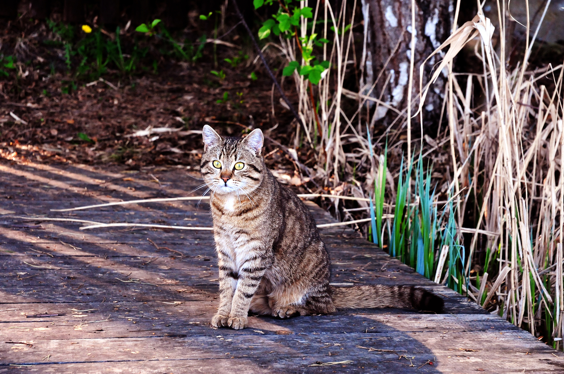 Domestic Short Haired Cat,Wildlife,Grass