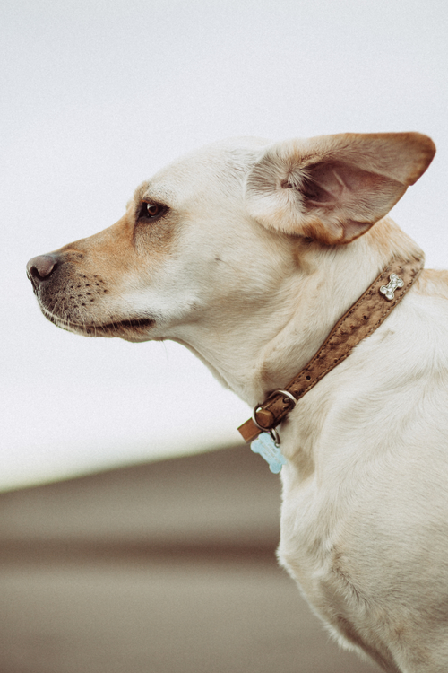 Companion Dog,Chihuahua,Dog Breed