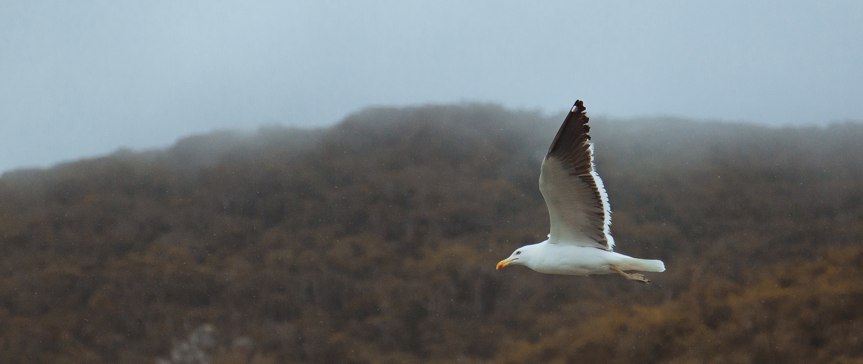 European Herring Gull,Wildlife,Flight