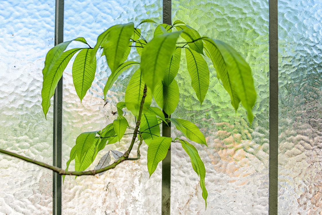 Tree,Plant,Leaf