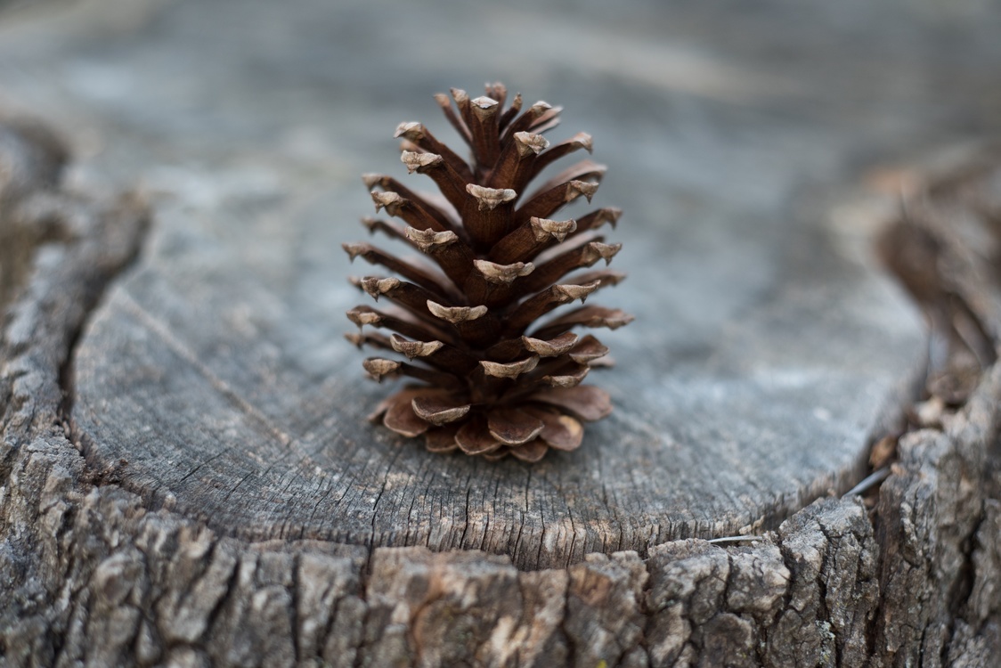 Material,Tree,Conifer Cone