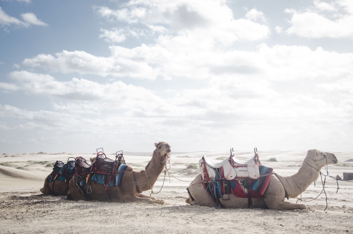 Camel,Tourism,Camel Like Mammal