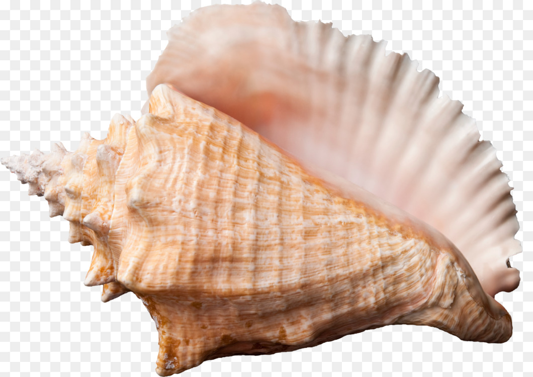 Kisscc0 Conch Seashell Image File Formats Clam Shankha Conch 5b4e6472b0a037.2523986415318641787235 