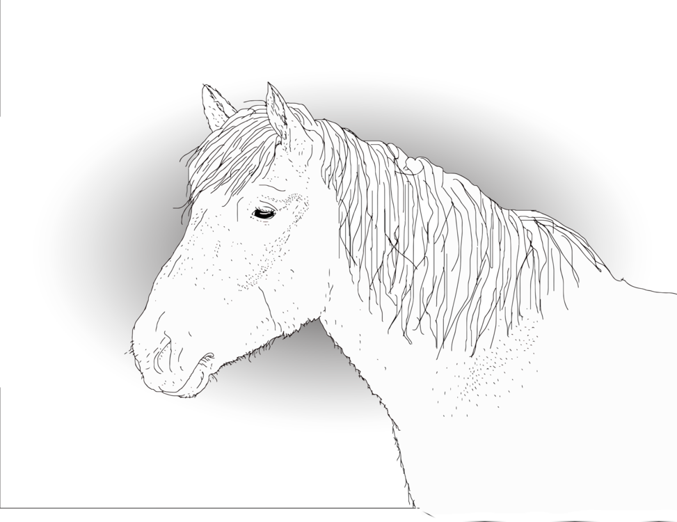 Pony,Livestock,Monochrome Photography