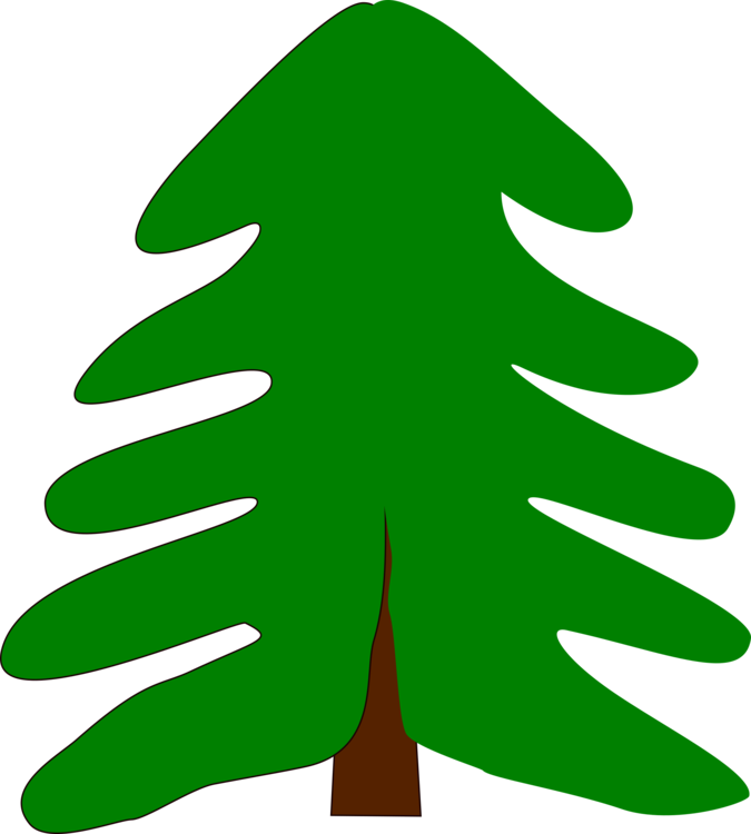 Fir,Pine Family,Plant