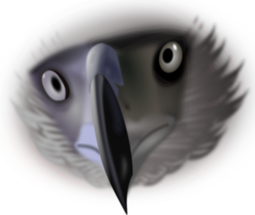 Close Up,Eye,Bird