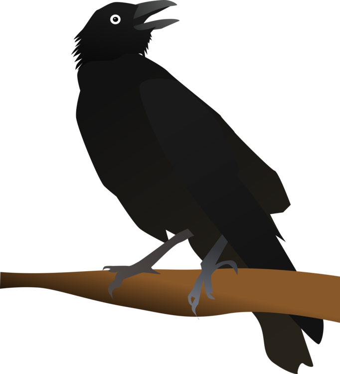 Crow Like Bird,New Caledonian Crow,American Crow