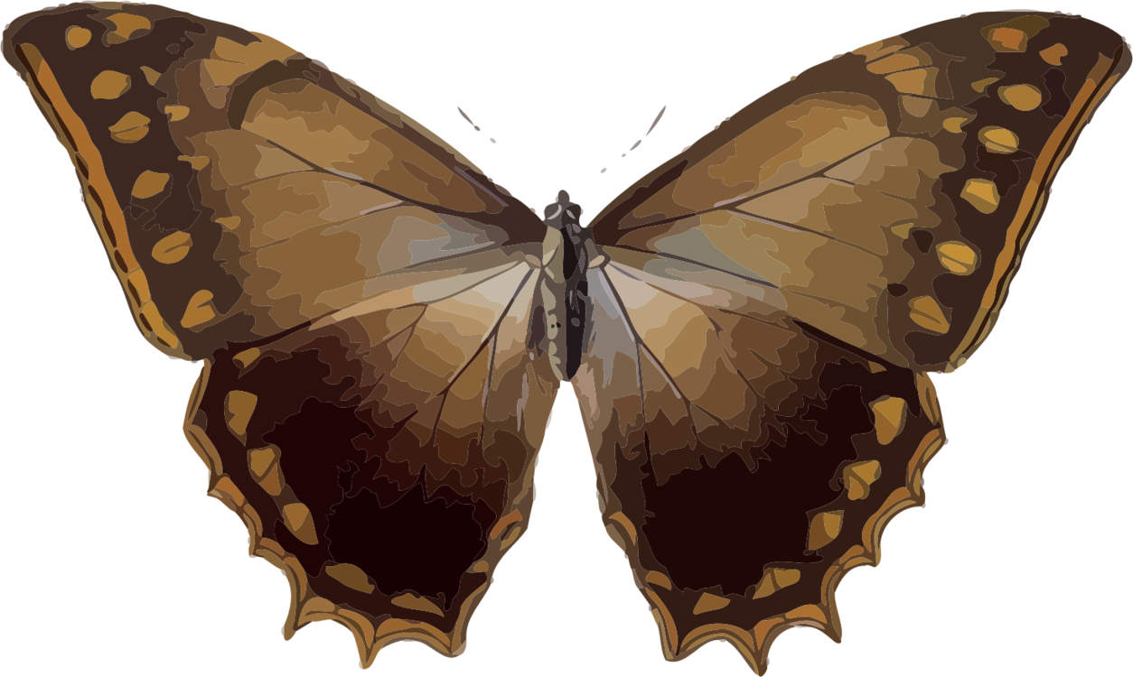 Butterfly,Bombycidae,Symmetry