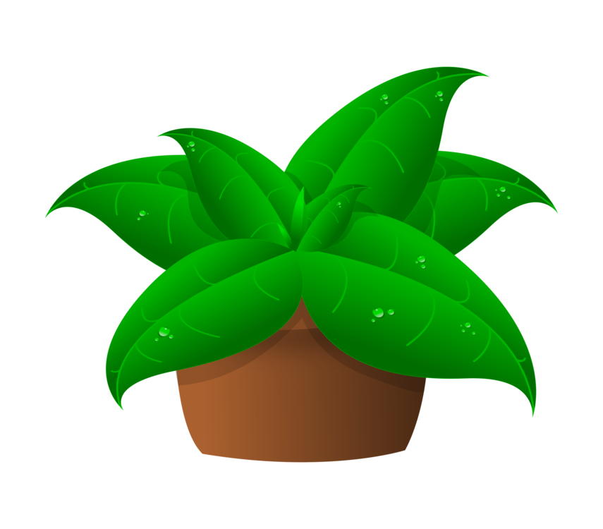 Plant,Leaf,Flowerpot