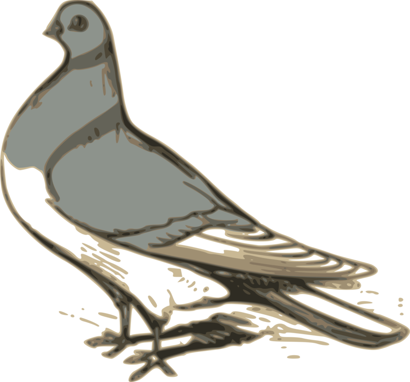 Bird,Pigeons And Doves,Beak