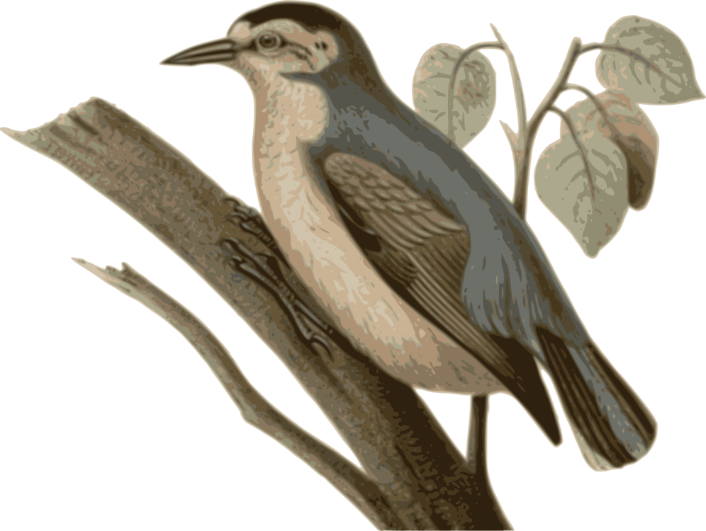 Beak,Bird,Cuculiformes