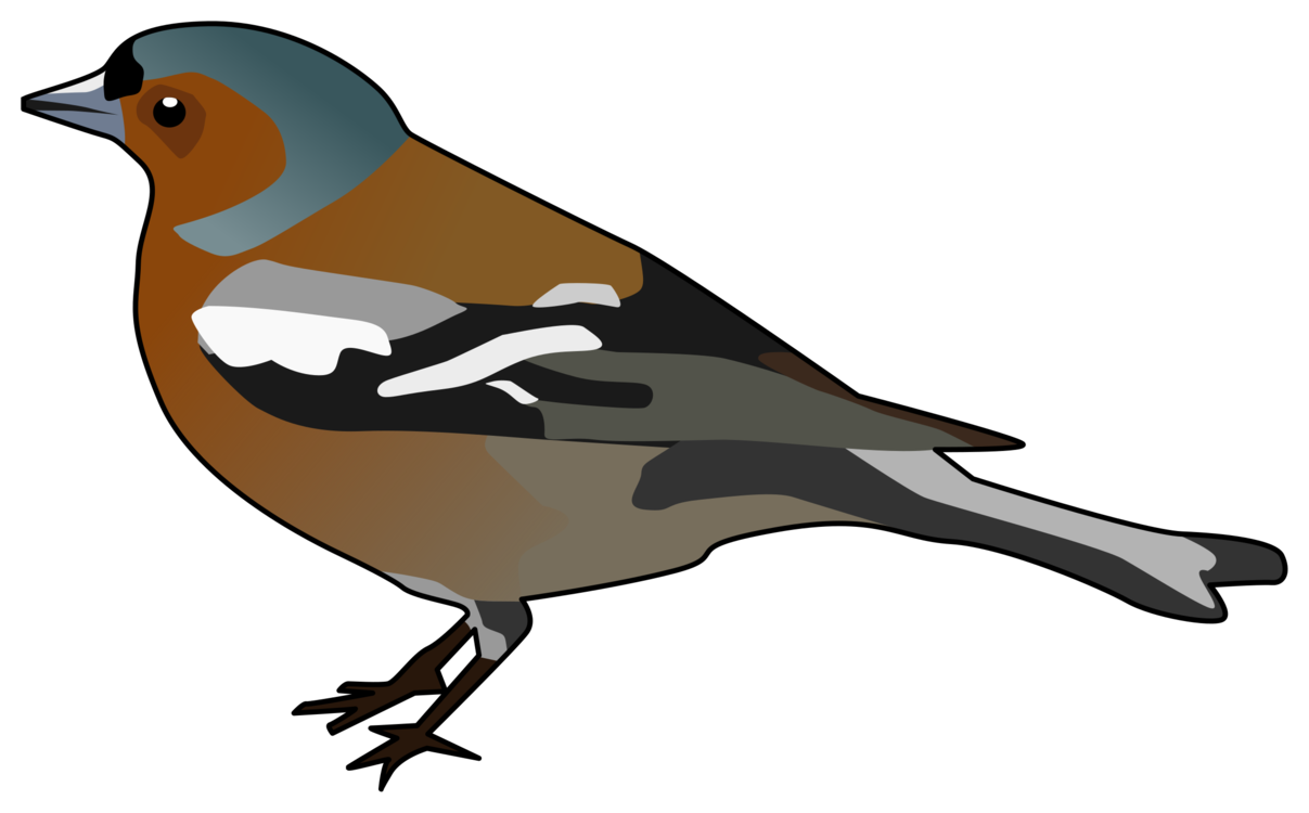 Perching Bird,House Sparrow,Sparrow