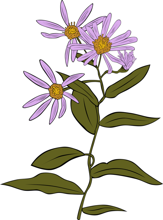 Plant,Flora,Purple