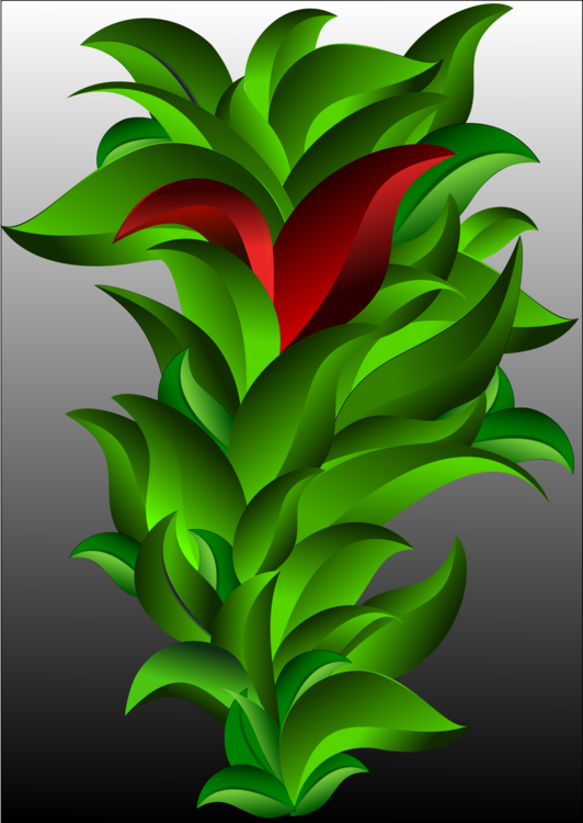 Evergreen,Plant,Flower