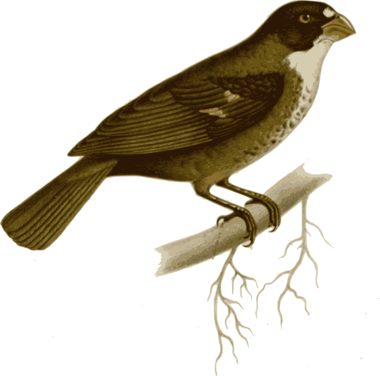 Perching Bird,Cuculiformes,Sparrow