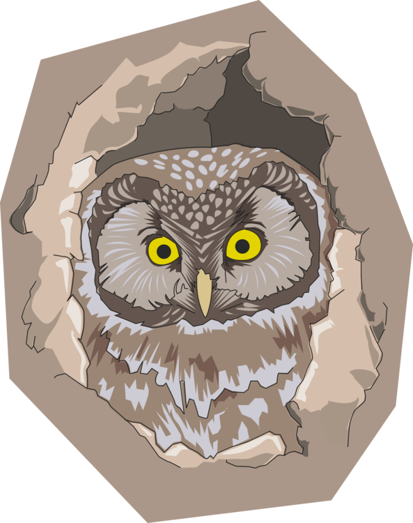 Owl,Vertebrate,Bird Of Prey