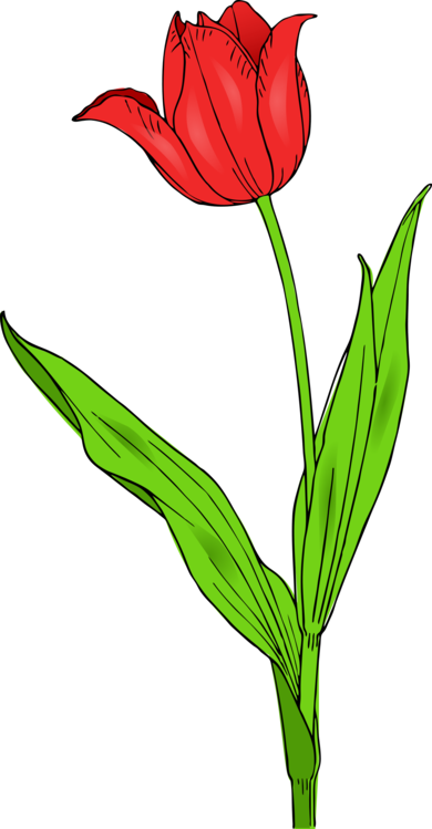 Plant,Flower,Leaf