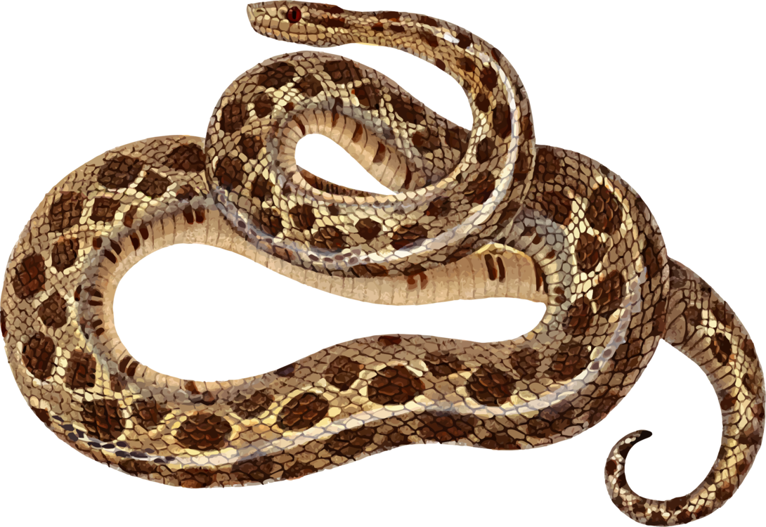 Sidewinder,Eastern Diamondback Rattlesnake,Reptile