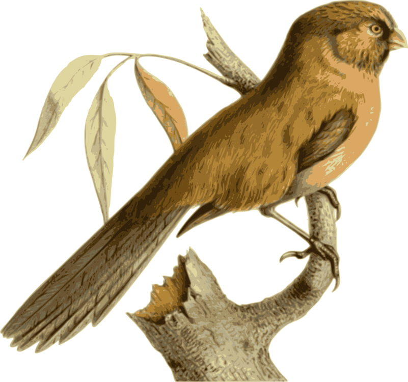 Cuculiformes,Beak,Wildlife
