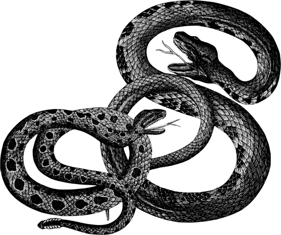 Kingsnake,Reptile,Boa Constrictor
