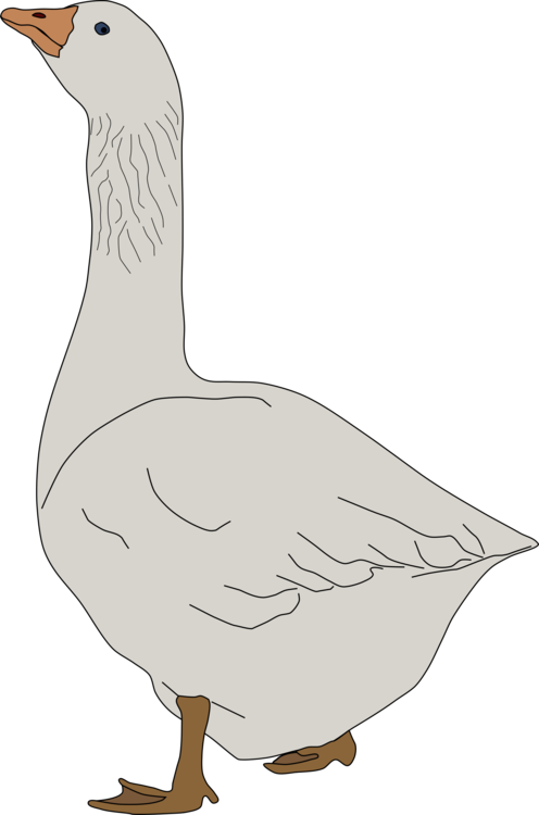 Poultry,Galliformes,Water Bird