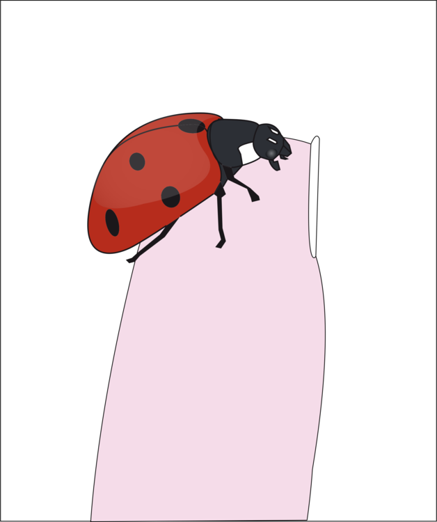 Ladybird,Invertebrate,Joint