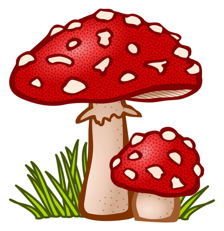 Mushroom,Plant,Edible Mushroom
